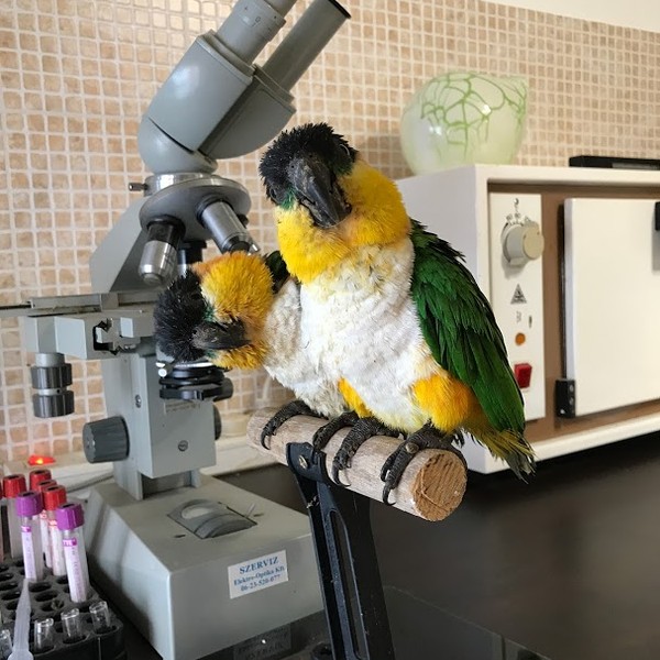 feketesapkás mérés