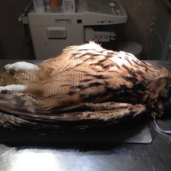 műtétre előkészített uhu