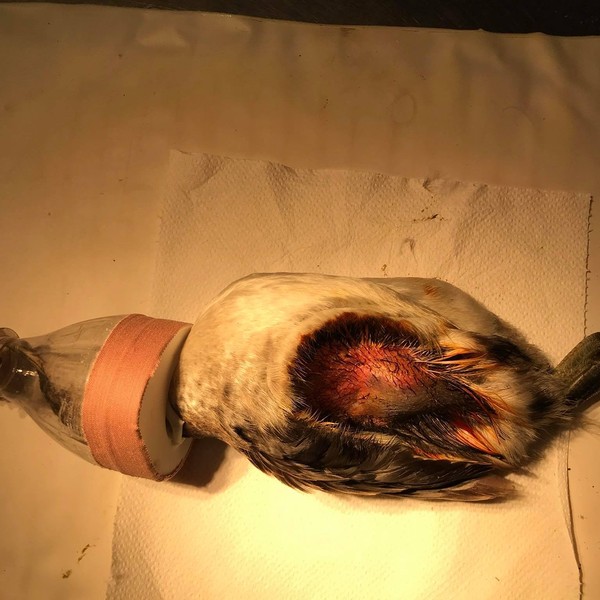 műtéthez bealtatott vöcsök