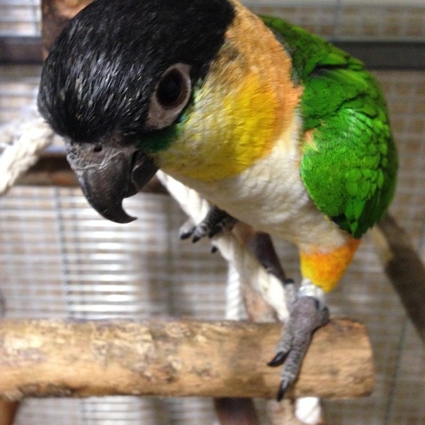 feketesapkás papagáj