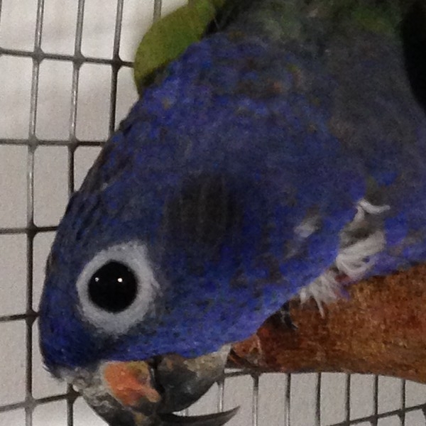 feketefülü papagáj