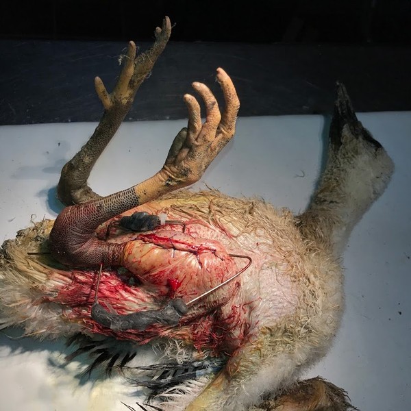 gólyafióka műtét