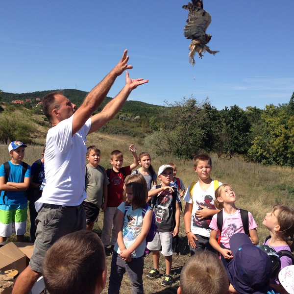 gyógyult bagoly elengedése