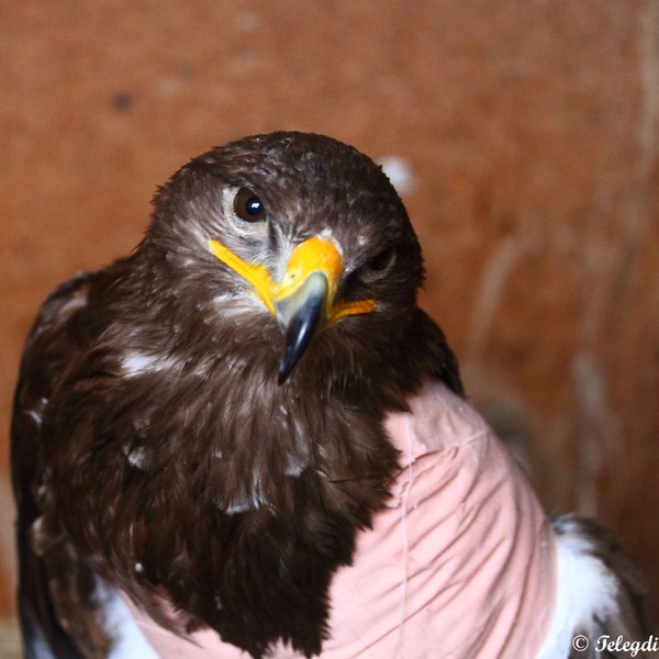 Vadmadárkórház betegei