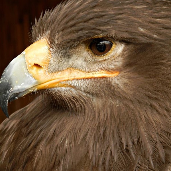 pusztai sas (Mathilda)