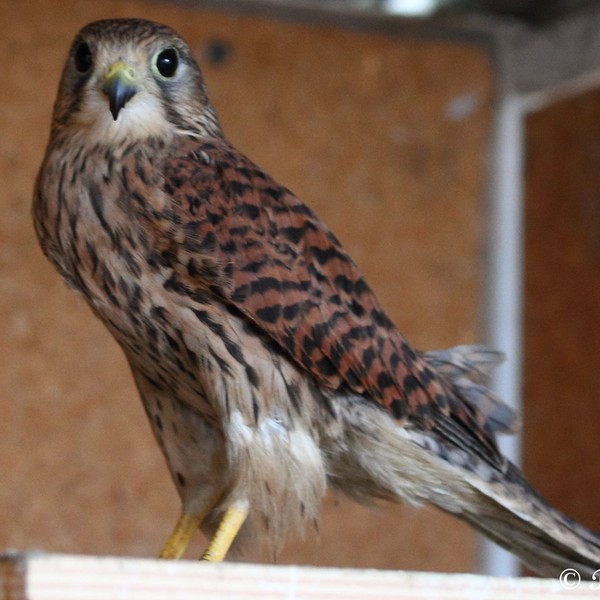 vörös vércse tojó