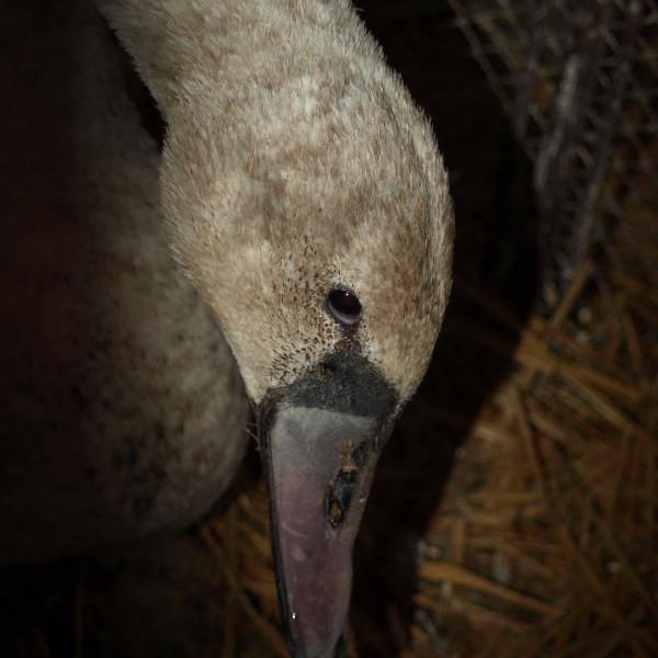 bütykös hattyú fióka