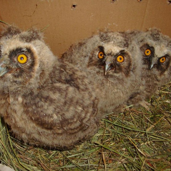 erdei fülesbagoly fiókák