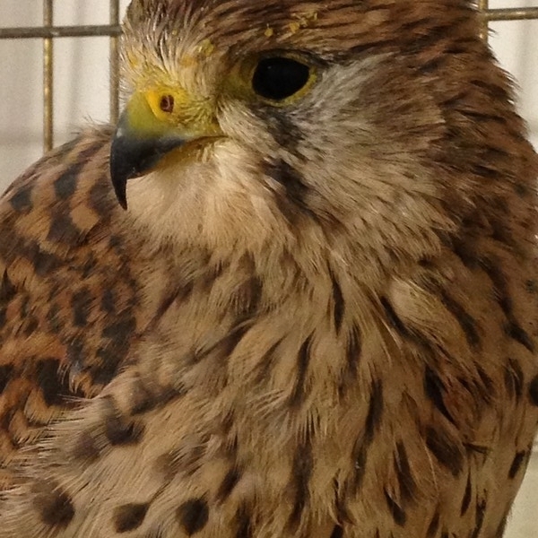 vörös vércse tojó