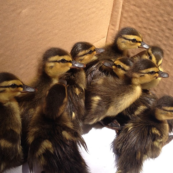 tőkés réce fiókák